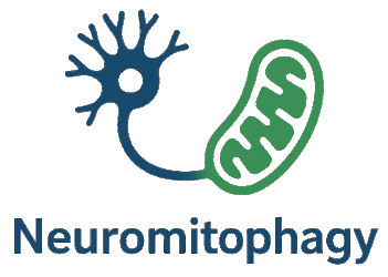 The logotype of the neuromitophagy-elidek website. A cell and a neuron connected.
